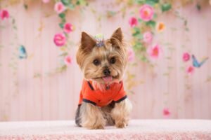 What You Need to Know Before Getting a Yorkie