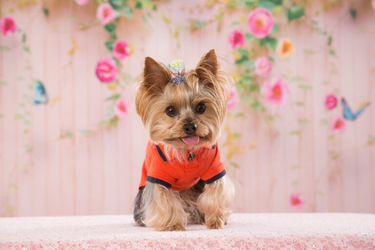 What You Need to Know Before Getting a Yorkie
