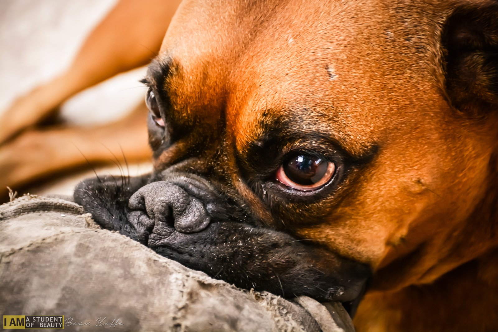 Boxer: The Energetic Entertainer (image credits: wikimedia)