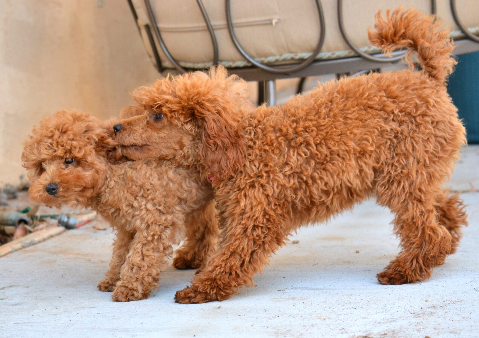 Standard Poodle: The Smart Playmate (image credits: wikimedia)