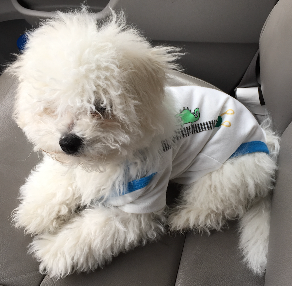 Bichon Frise: The Cheerful Cuddler (image credits: wikimedia)