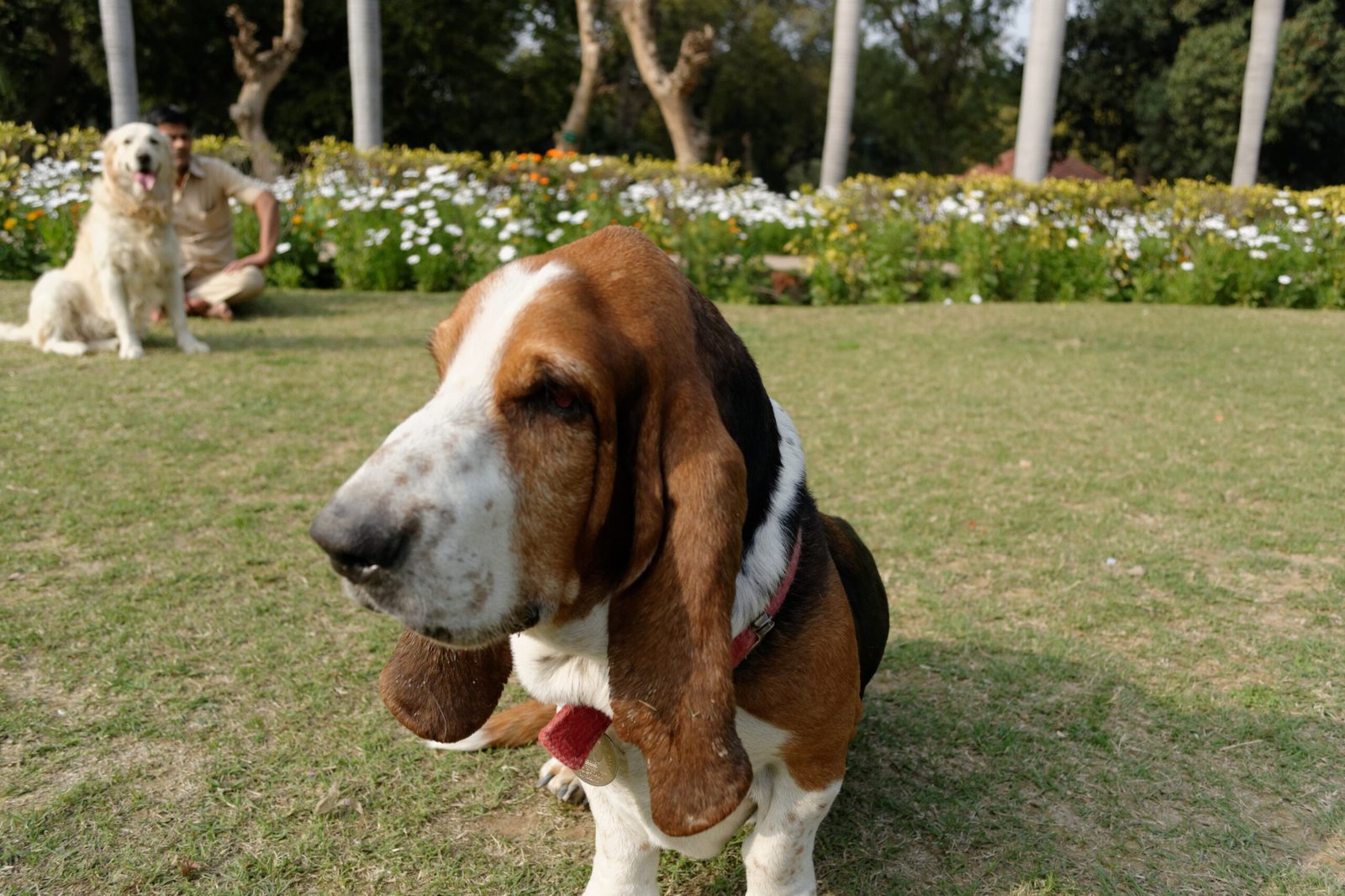 Basset Hound: The Patient Soul (image credits: wikimedia)