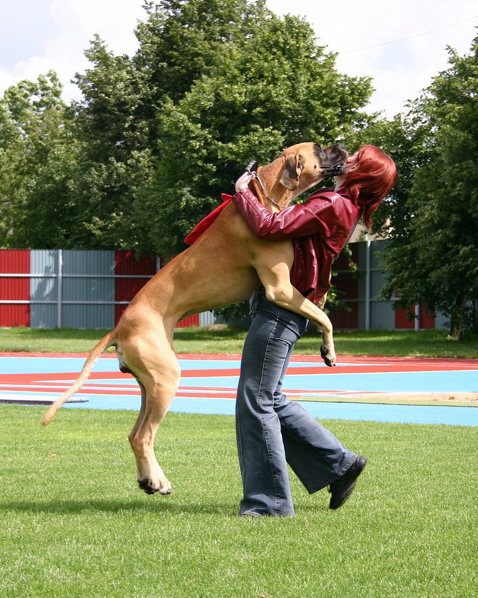Great Dane: The Gentle Giant (image credits: wikimedia)
