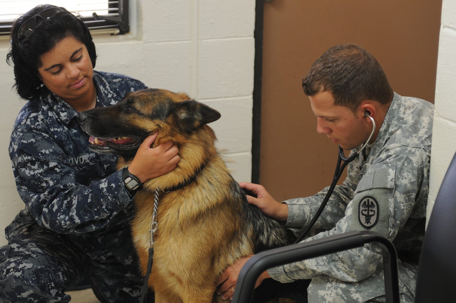 The Future of Canine Communication (image credits: wikimedia)