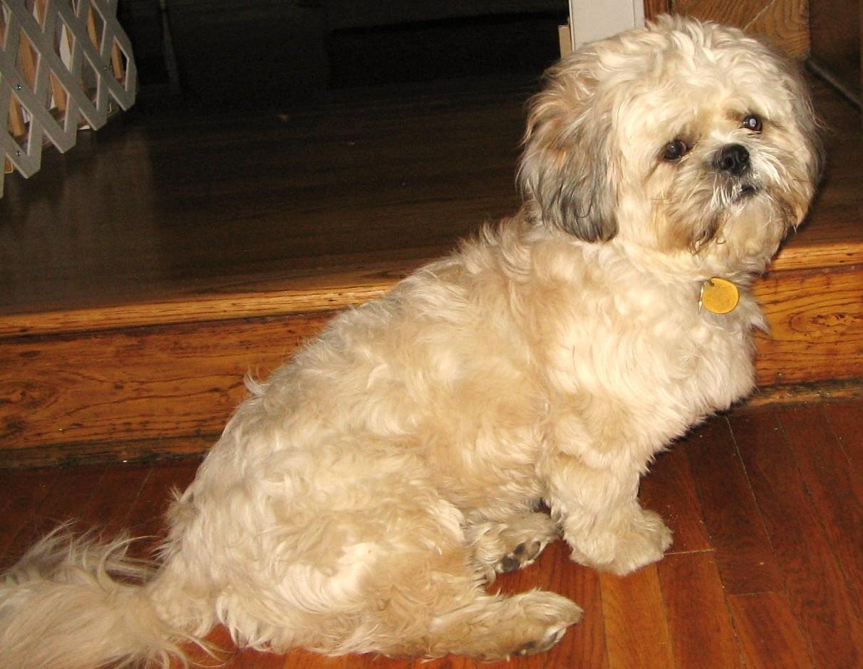 Bichon Frise: The Cheerful Cotton Ball (image credits: wikimedia)