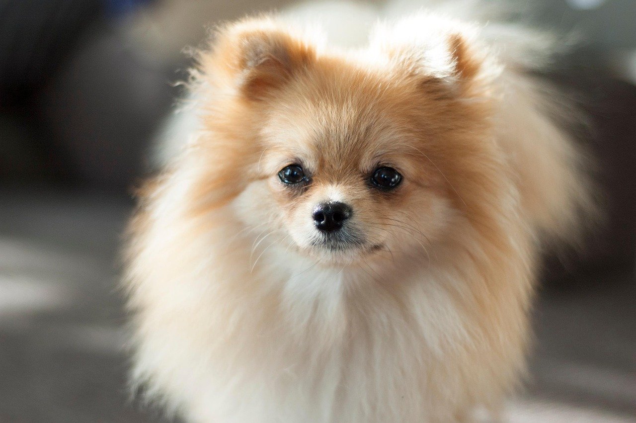 Pomeranian: The Fluffy Firecracker (image credits: pixabay)