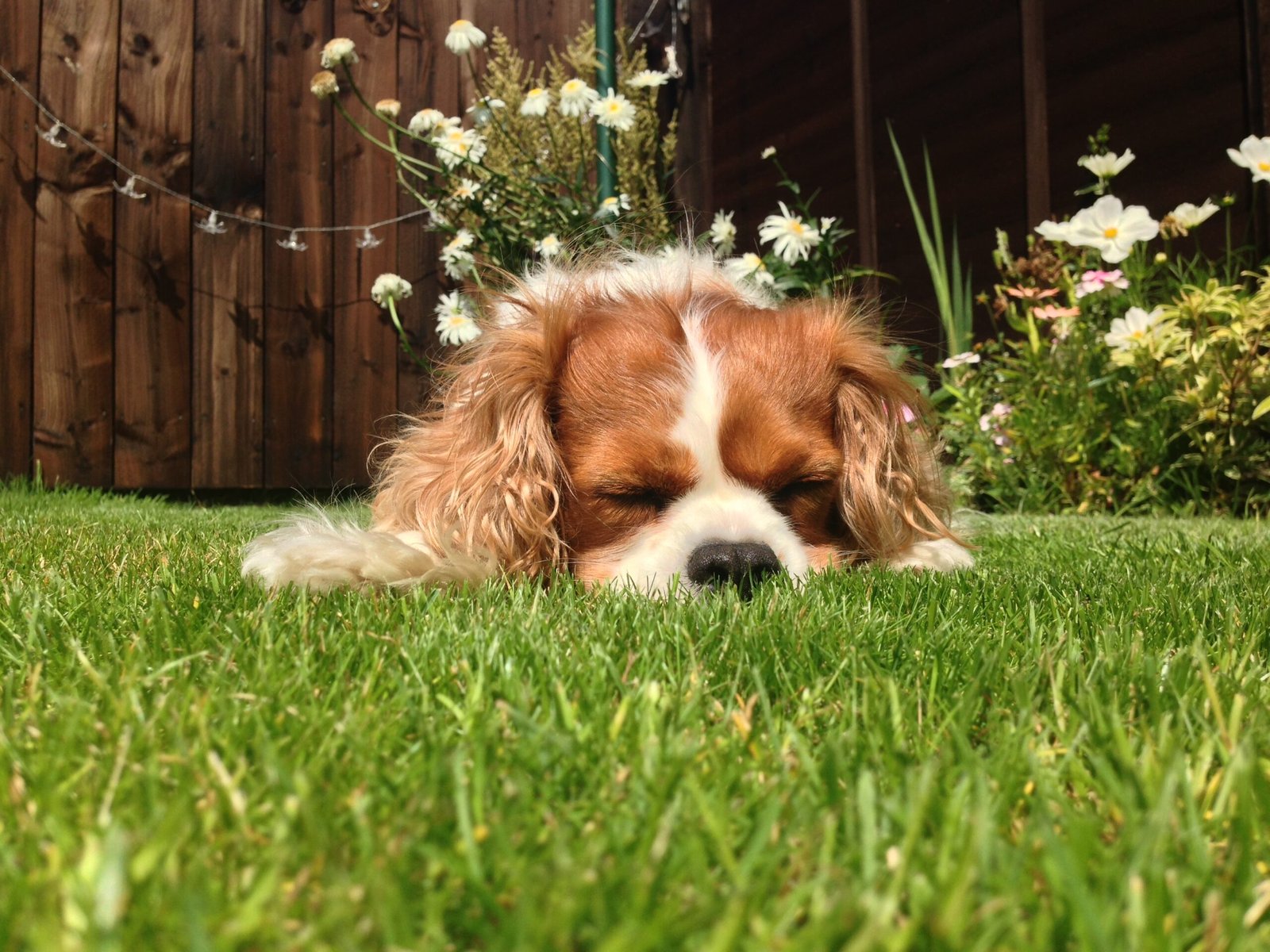 Cavalier King Charles Spaniel: The Sweet Garden Lounger (image credits: wikimedia)