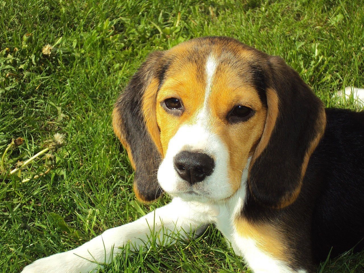 Beagle: The Curious Sniffer (image credits: pixabay)