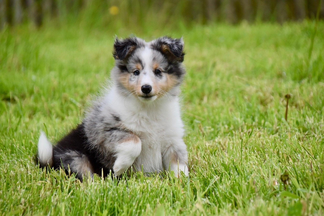 Shetland Sheepdog: The Watchful Garden Guardian (image credits: pixabay)