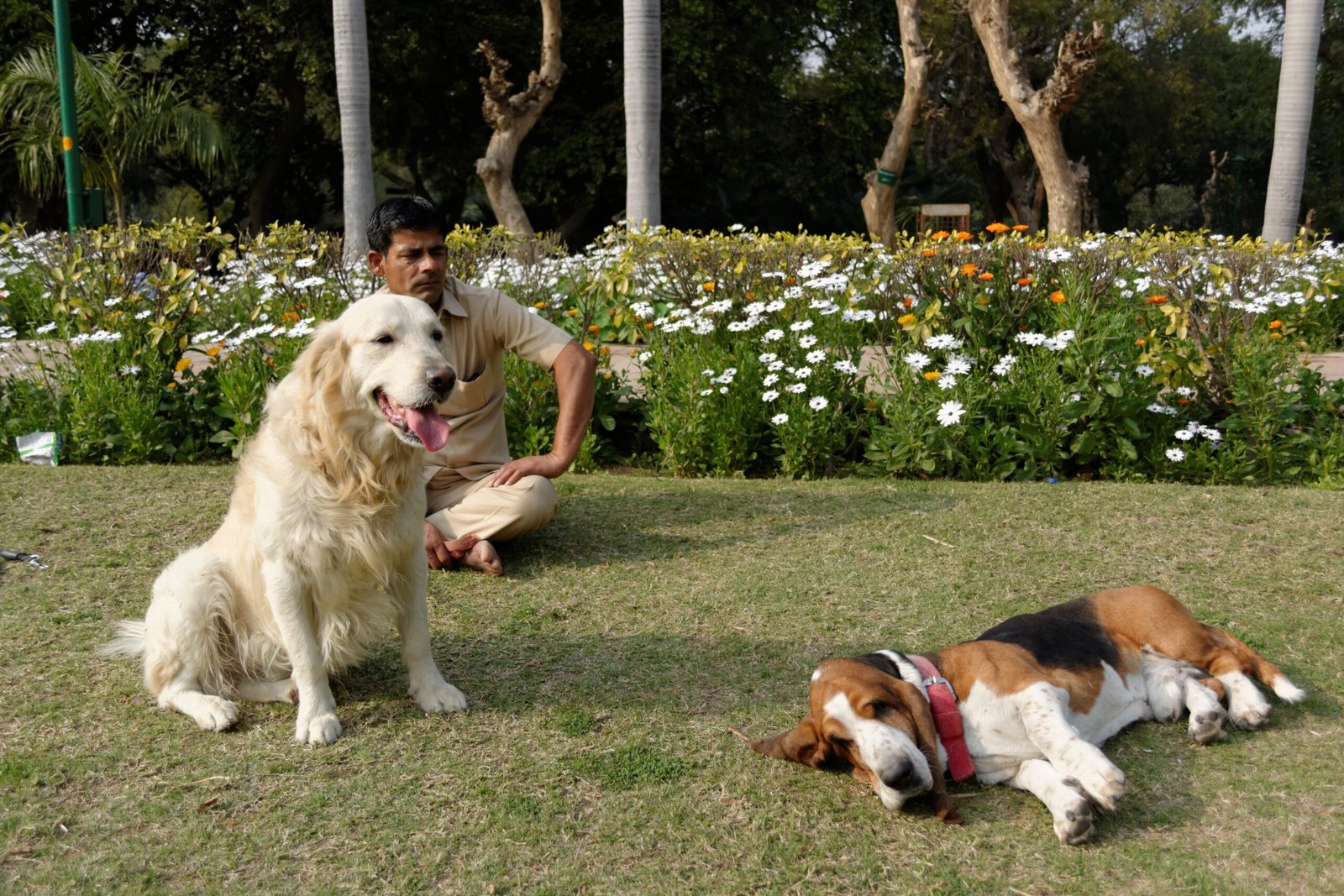 10 Best Dog Breeds For People Who Love Gardening