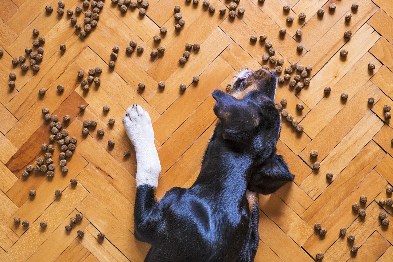 4. Solving Food Puzzles and Toys (image credits: pixabay)
