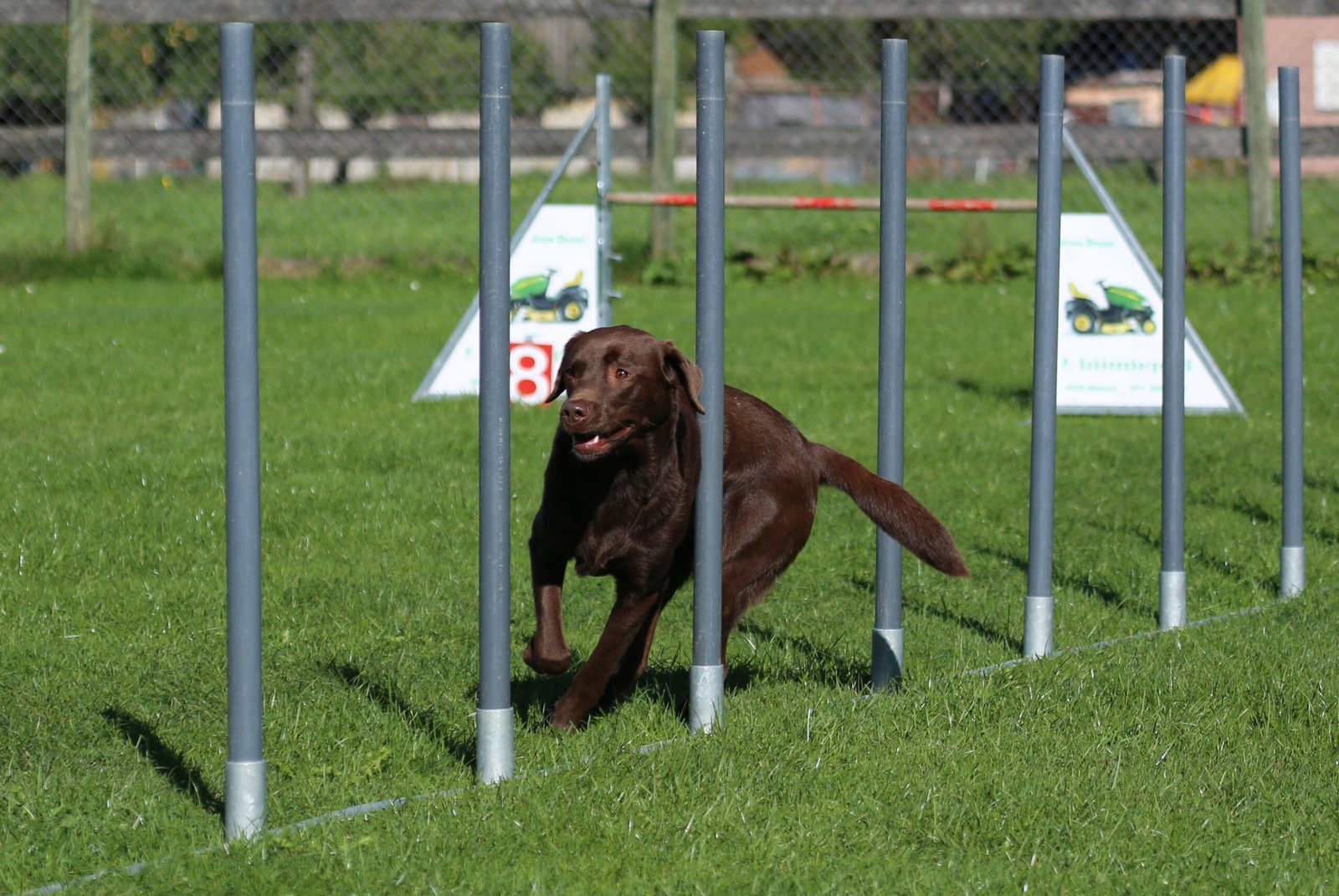 Highly Intelligent and Eager to Learn (image credits: wikimedia)