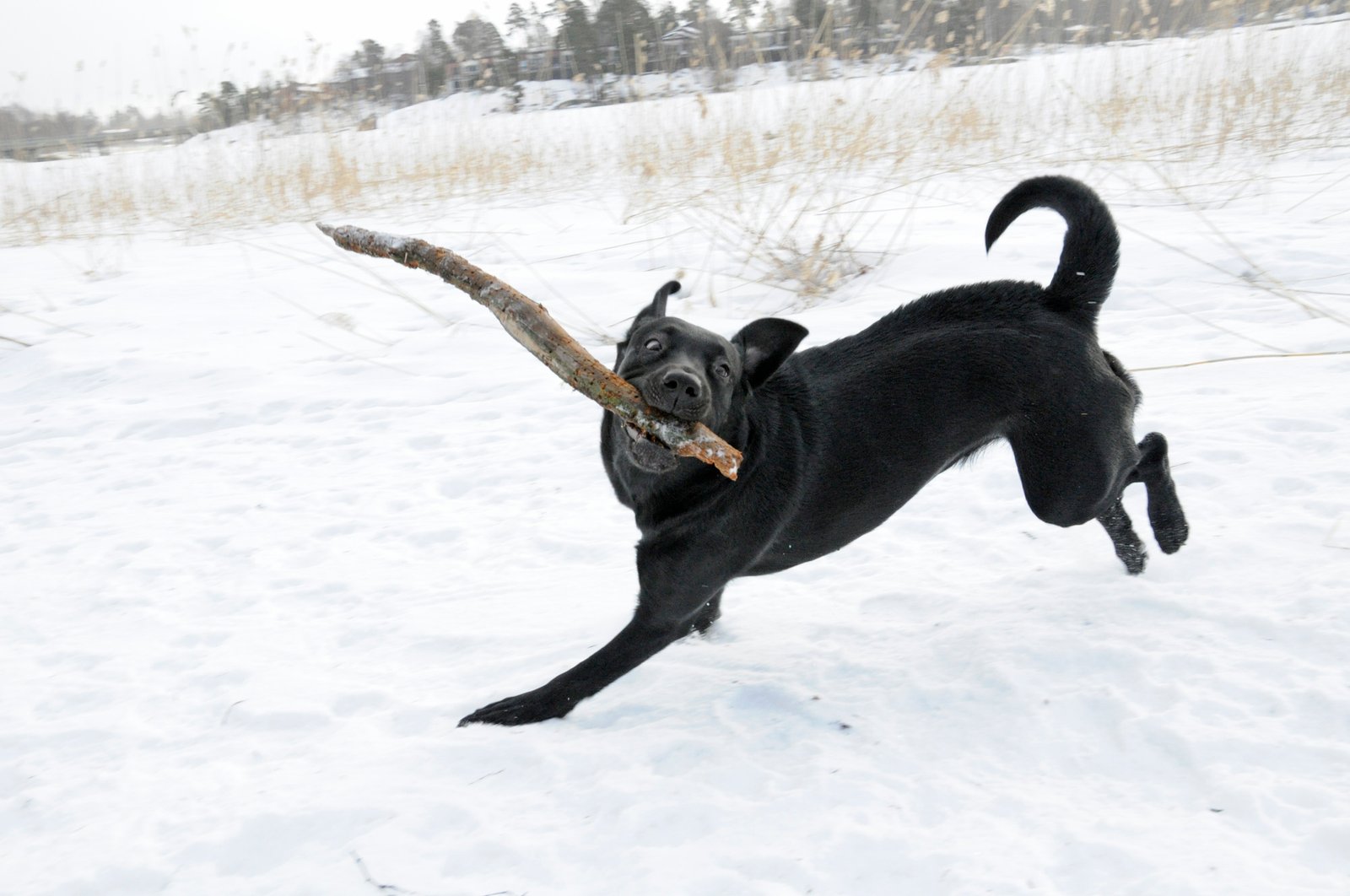 Boundless Energy and Playfulness (image credits: wikimedia)