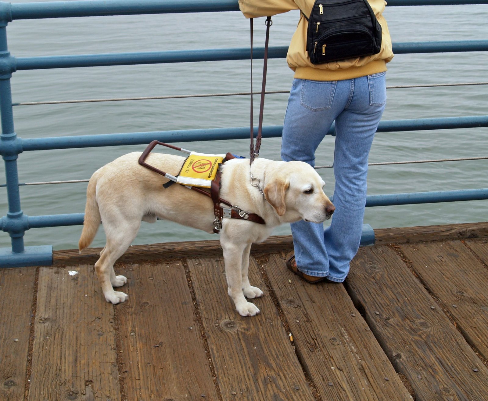 10 Reasons Why The Labrador Retriever is Such a Popular and Loved Dog