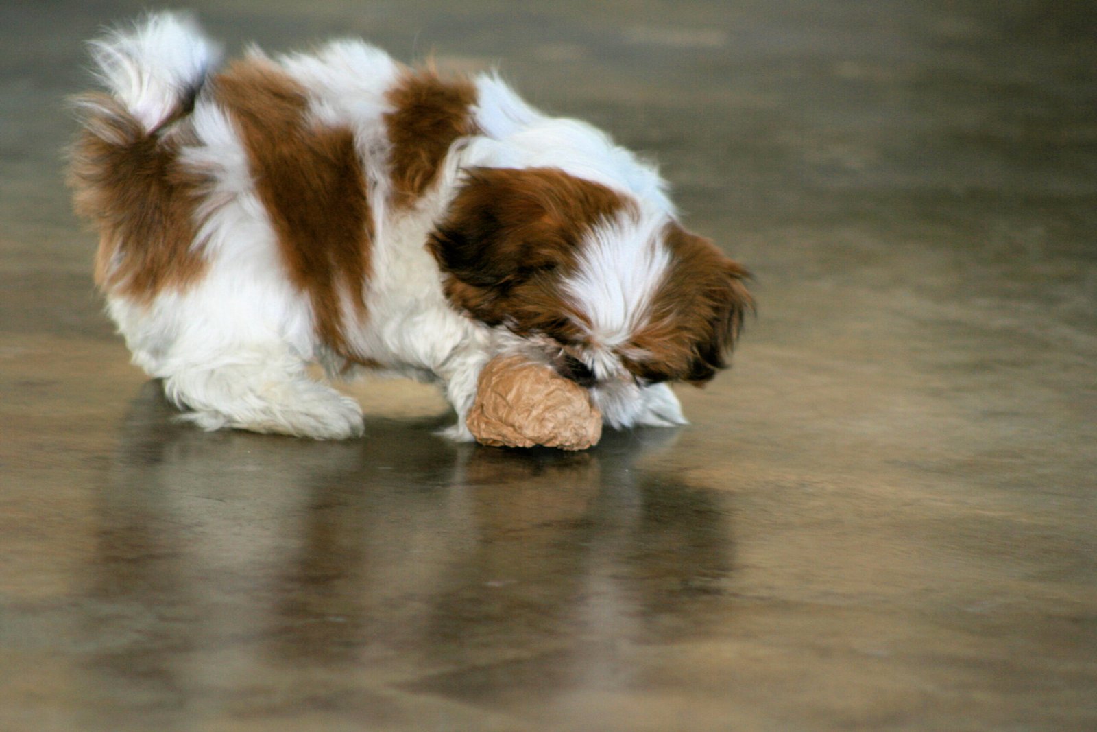 Playfulness and Mischief: The Shih Tzu’s Inner Clown (image credits: wikimedia)