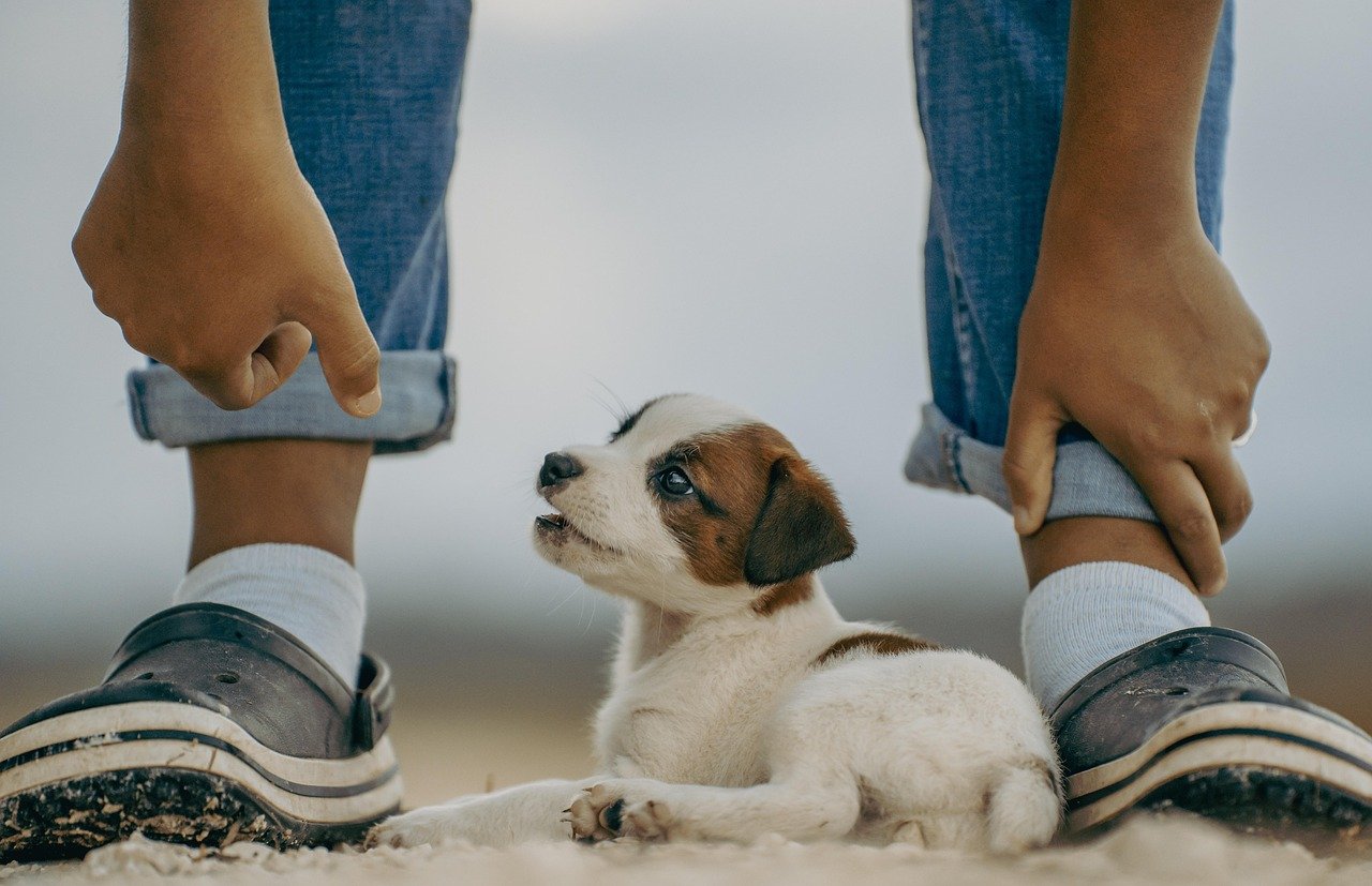 Loyal Companions With a Heart of Gold (image credits: pixabay)