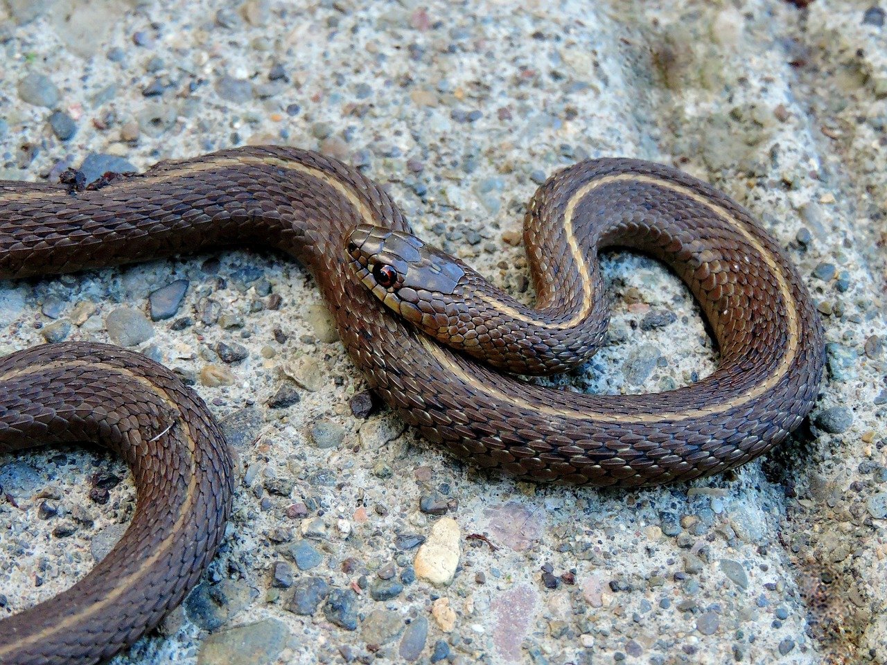 Garter Snakes Are Surprisingly Social (image credits: pixabay)