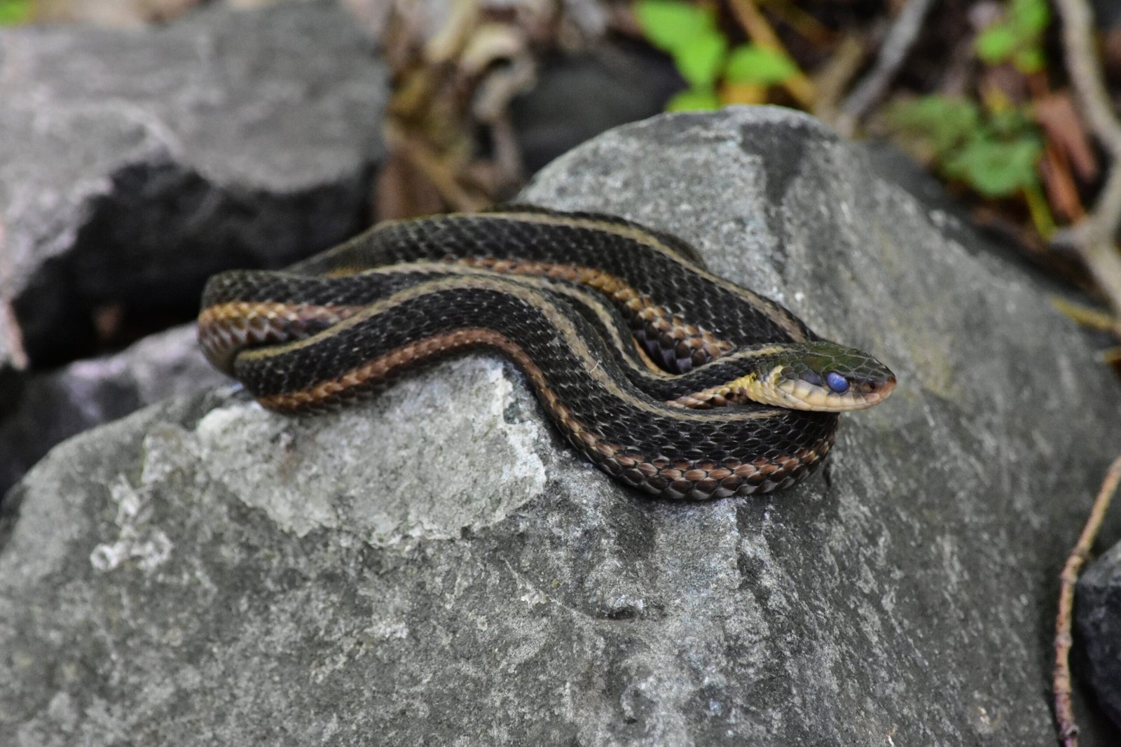 They Shed Their Skin Regularly (image credits: wikimedia)