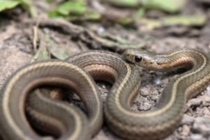 10 Things You Need to Know When Keeping a Garter Snake as A Pet