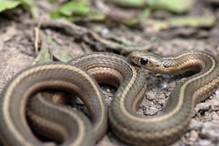 10 Things You Need to Know When Keeping a Garter Snake as A Pet
