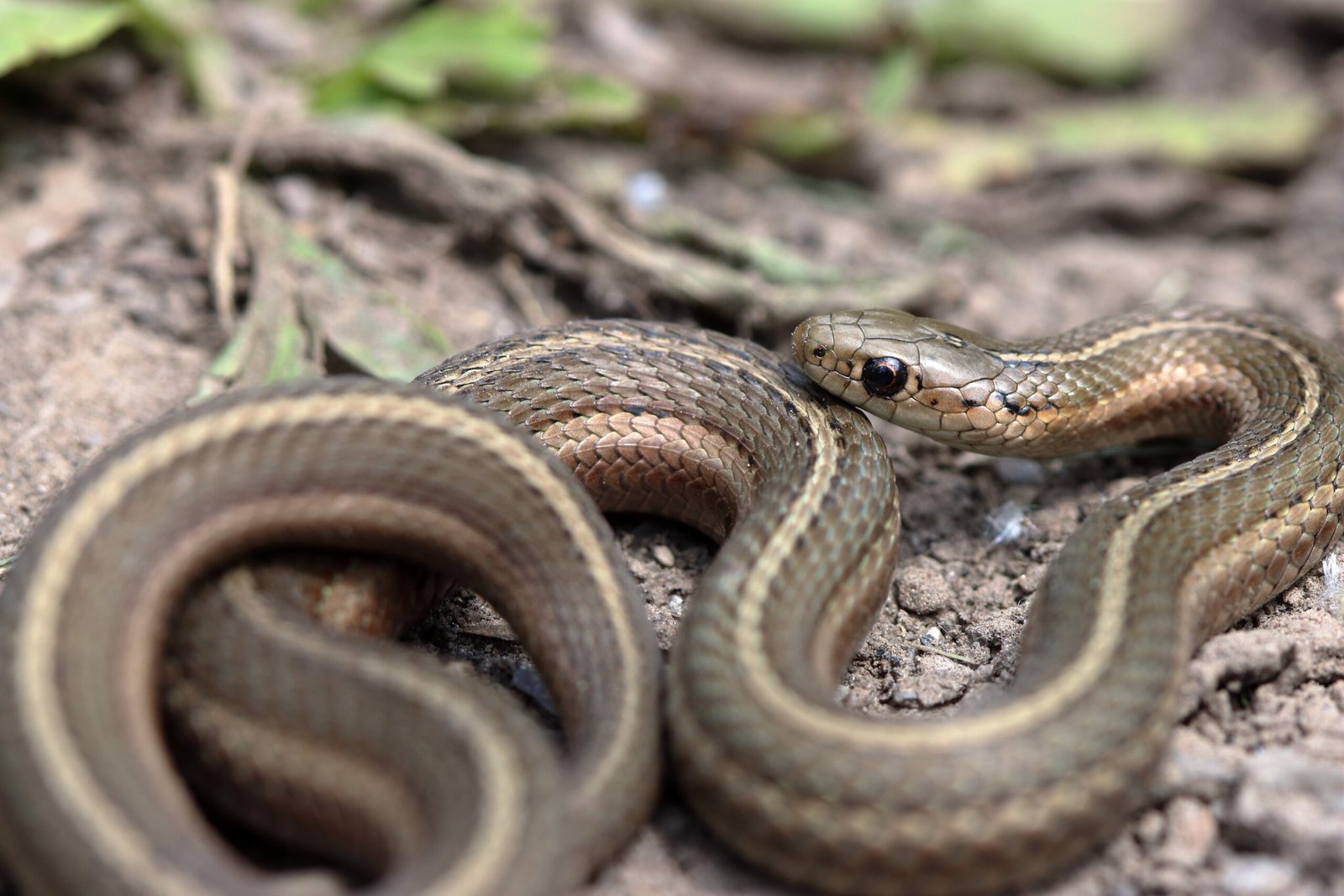 10 Things You Need to Know When Keeping a Garter Snake as A Pet