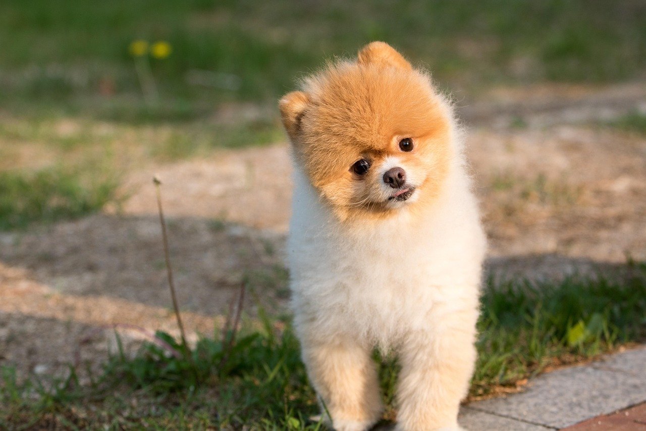 The Unspoken Bond: What Makes a Dog’s Stare So Powerful? (image credits: pixabay)