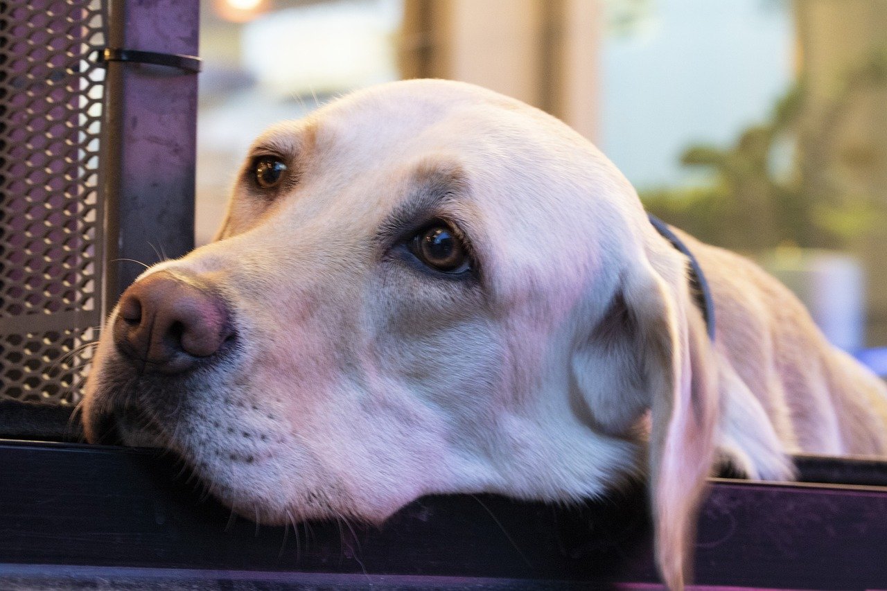 How Dogs Read Our Faces—and Our Feelings (image credits: pixabay)