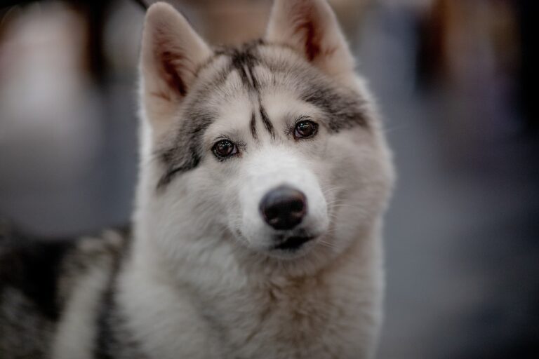 Why Your Dog’s Gaze Feels Like a Hug from the Heart
