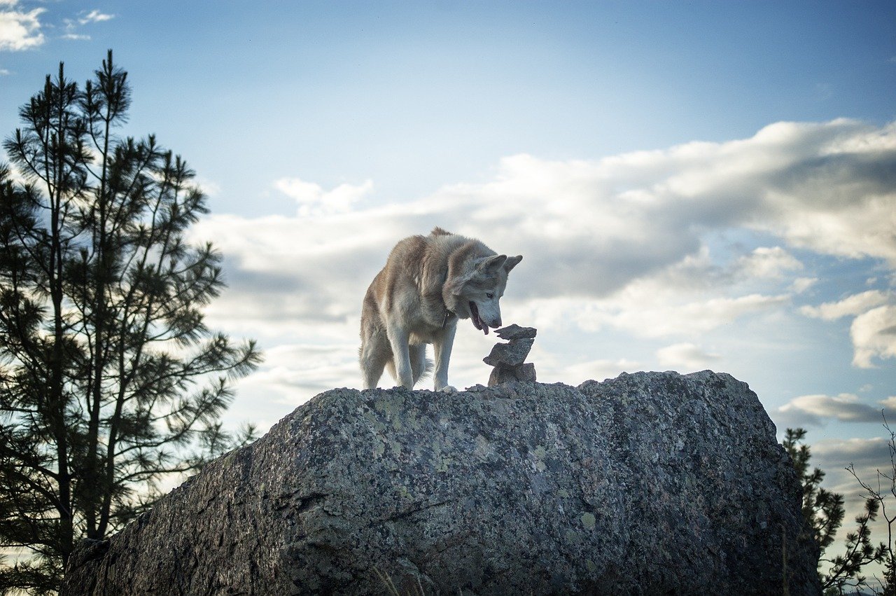 Intelligent and Curious: Always Up for a Challenge (image credits: pixabay)