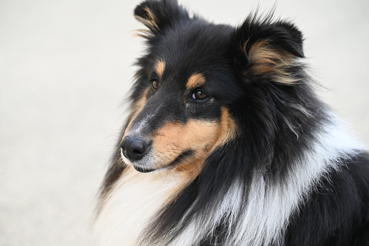 Shetland Sheepdog: The Sensitive Listener (image credits: pixabay)