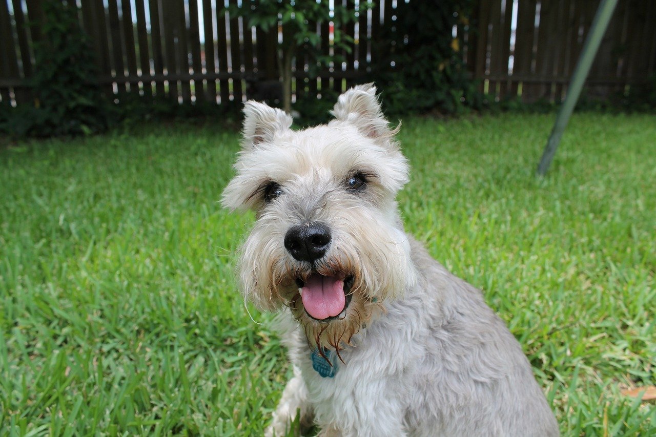 Miniature Schnauzer: Sharp Ears and Sharper Wits (image credits: pixabay)