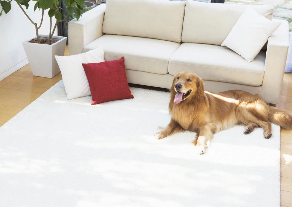 Keeping Your Home Cool for Your Dog (image credits: rawpixel)