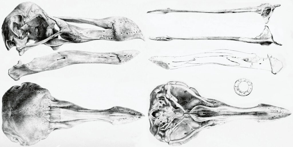 Skull of the Oxford Dodo specimen.
