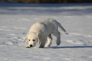 golden retriever, puppy, dog, sniffing, young, snow, gray dog, gray puppy, gray snow, golden retriever, golden retriever, golden retriever, animal, golden retriever, pet, golden retriever, puppy, sniffing, nature, sniffing
