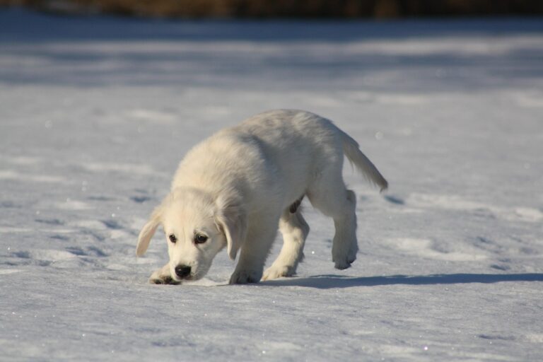 golden retriever, puppy, dog, sniffing, young, snow, gray dog, gray puppy, gray snow, golden retriever, golden retriever, golden retriever, animal, golden retriever, pet, golden retriever, puppy, sniffing, nature, sniffing