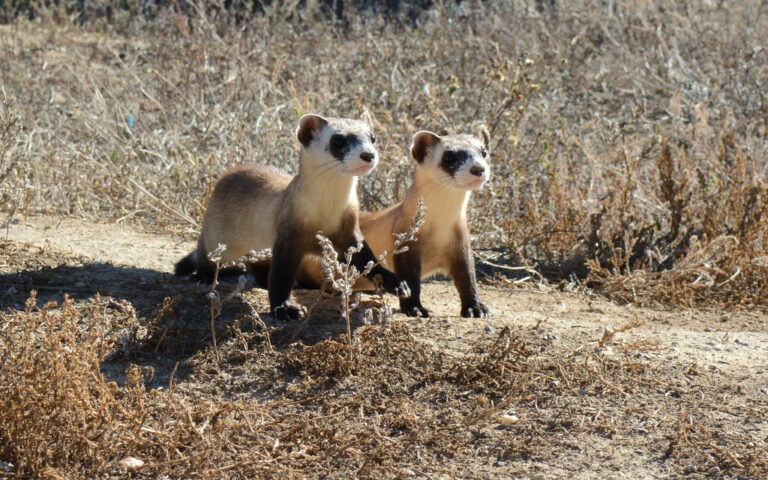 Cloned Ferret Becomes First of Its Kind to Give Birth, Marking Conservation Milestone