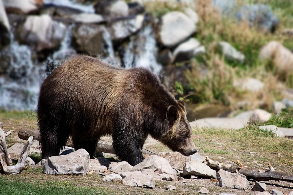 grizzly bear, bear, grizzly, animal, nature, wildlife, wild, big, furry, grizzly bear, grizzly bear, grizzly bear, grizzly bear, bear, bear, bear, bear, bear, grizzly