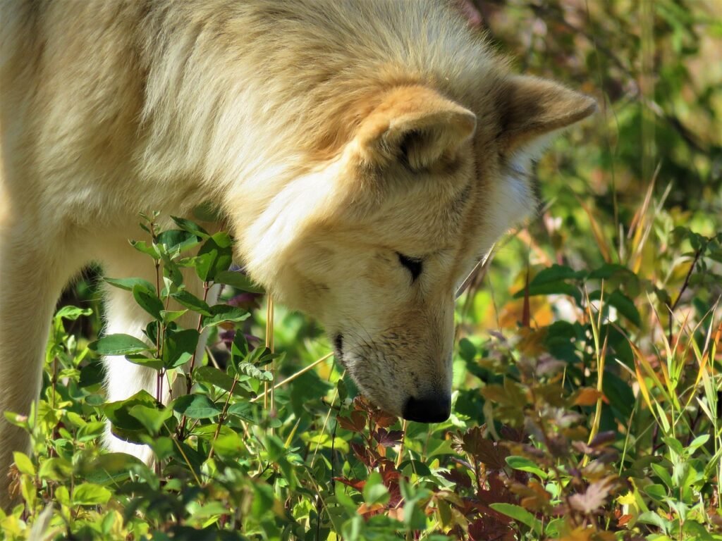 wolfdog, wolf, dog, hunting, nature, animal, sniffing, smelling, forest, bushes, sanctuary, yamnuska, pet, wolfdog, wolfdog, wolfdog, smelling, smelling, smelling, smelling, smelling