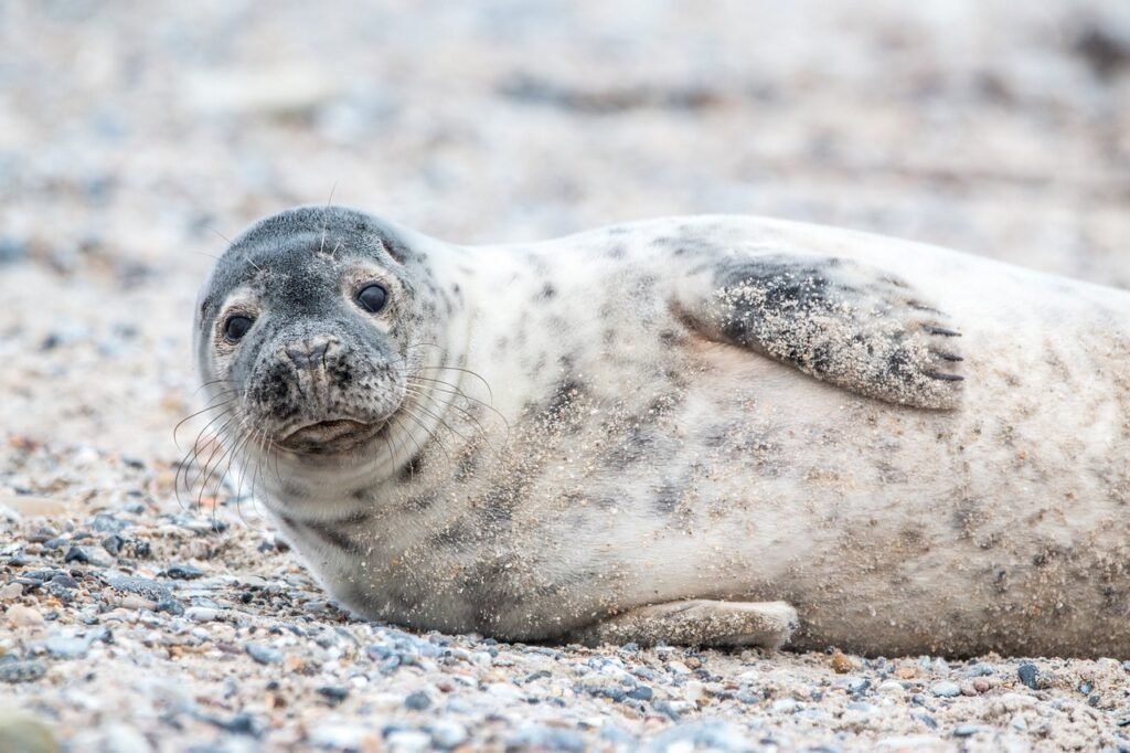 grey seal, sand, beach, nature, animal, animal world, mammal, wild, sea, grey seal, grey seal, grey seal, grey seal, grey seal, beach, beach, beach, beach