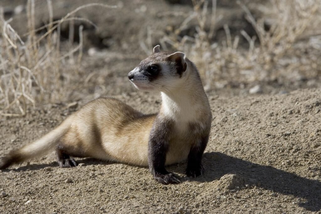 picture, ferret, footed, black, skunks, nature, ferrets, animals, fauna, ferret, ferret, ferret, ferret, ferret