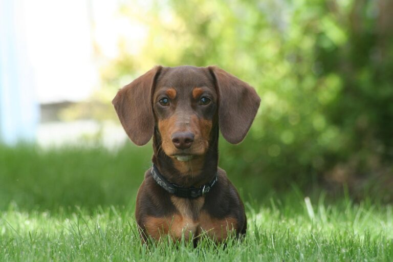 dachshund, animal, mini, canine, pet, brown, tan, handsome, dachshunds, mini-dachshund, dog