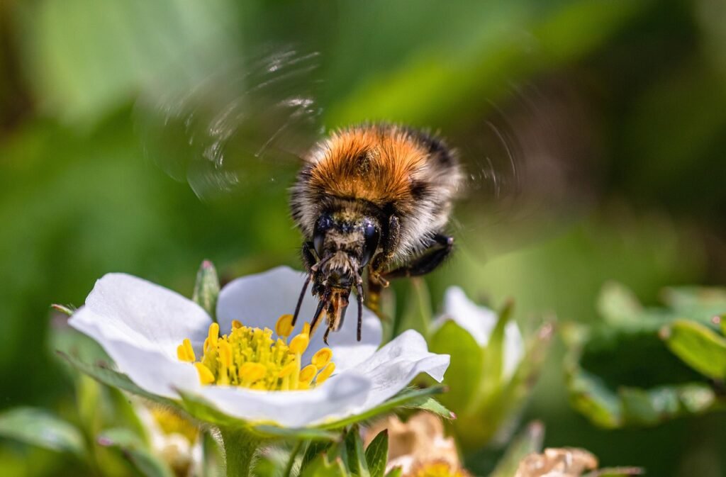 strawberry flower, bee, pollinate, pollen, pollination, hymenoptera, hummel, bombus, bumblebee, flora, fauna, insect, close up, nature, animal world, animal, blossom, bloom, bee, bee, bee, bee, bee, bumblebee, bumblebee, bumblebee, bumblebee