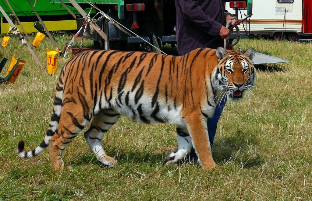 a tiger, circus, animal, fauna, wild, animals, photo, nature, circus, circus, circus, circus, circus