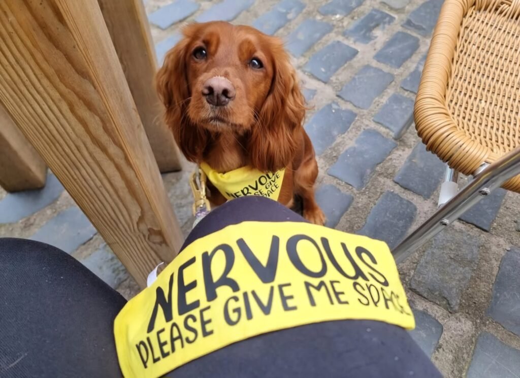 Dog participating in #DogsInYellowDay, wearing a bandana requesting space.