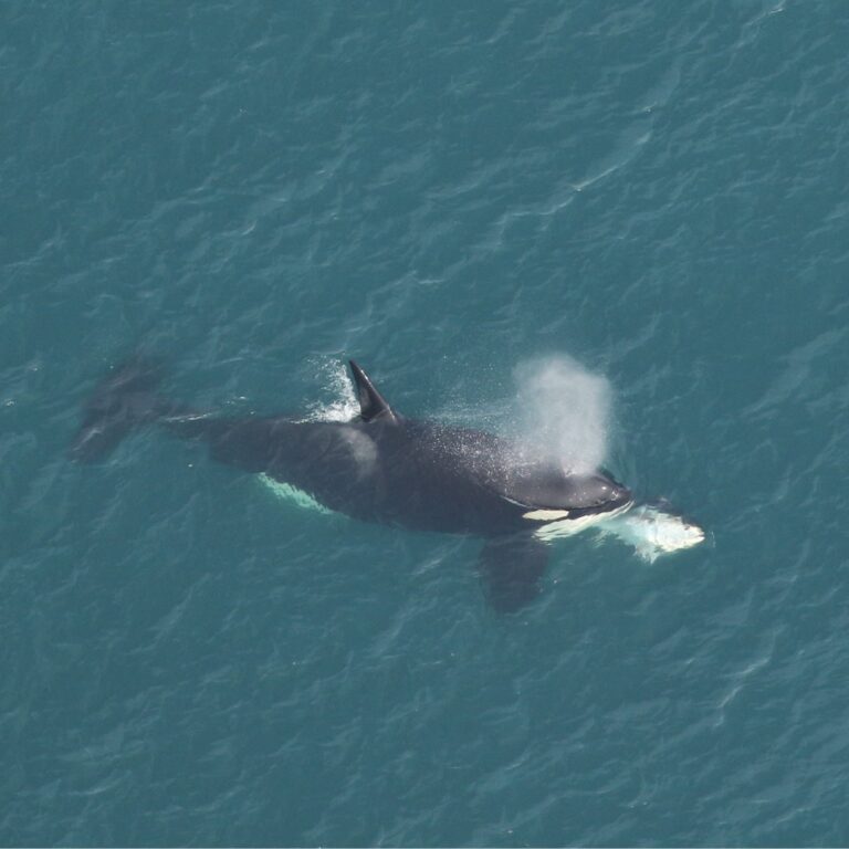 First Killer Whale Sighting in Five Years Off North Carolina