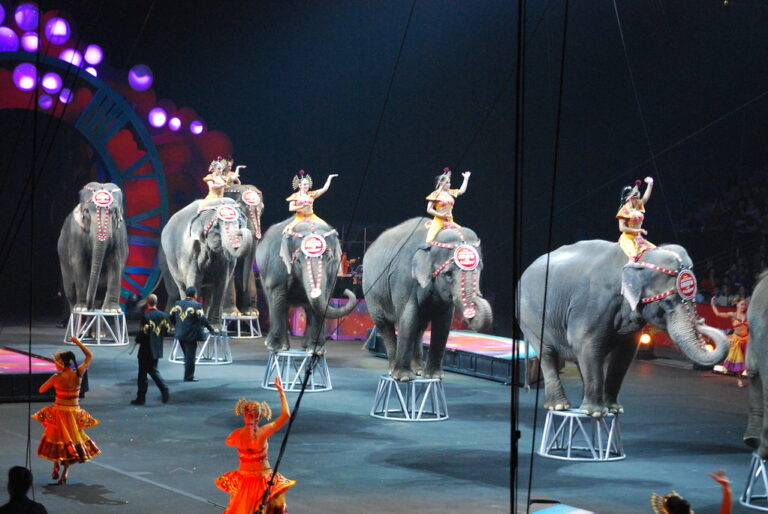 Washington Moves to Ban Wild Animal Acts in Traveling Shows