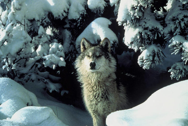 Second Gray Wolf Dies in Colorado, This Time Inside Rocky Mountain National Park