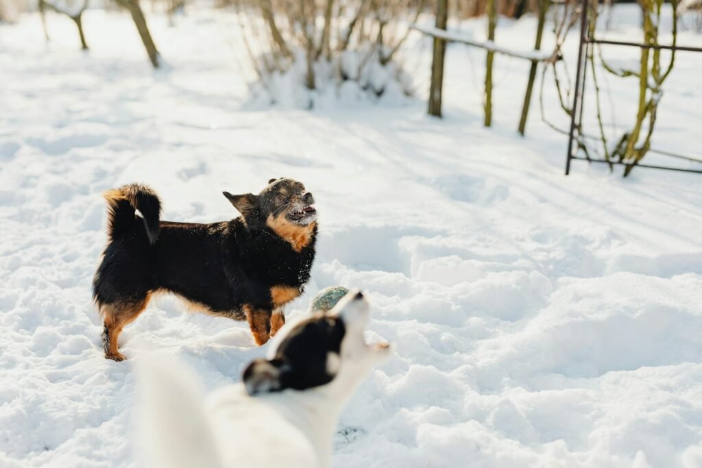 Two dogs playing energetically outside in a snow-covered yard during daylight.