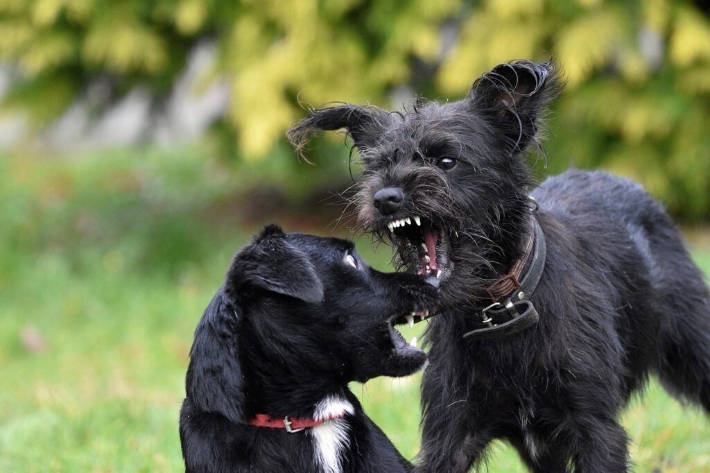dogs, nature, fight, canine, mammals, animals, fight, fight, fight, fight, fight