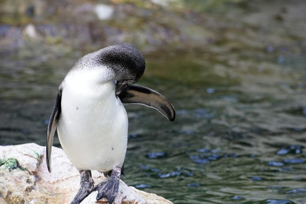 bird, penguin, humboldt penguin, ornithology, species, nature, fauna, animal, avian